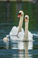 Beautiful swan family with small Chicks on a lake