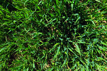 green grass plant nature landscape