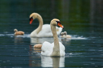 Fototapeta premium Beautiful swan family with small Chicks on a lake