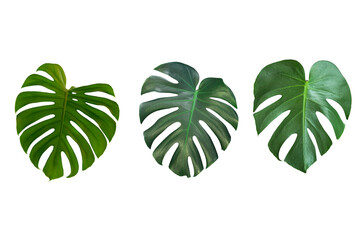 Fototapeta na wymiar Set of tropical monstera leaves isolated on white background. 