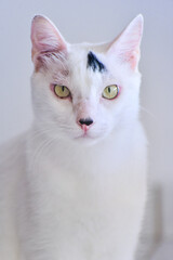 portrait of a white cat with black spots, international cat day,  world animal day, animal adoption day, san francisco de assis day, adopt pet, world cat day