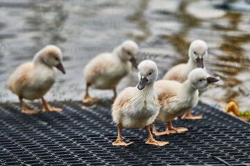 Cute cygnets of a mute swan, Cygnus olor