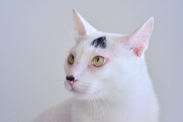 portrait of a white cat with black spots, international cat day,  world animal day, animal adoption day, san francisco de assis day, adopt pet, world cat day