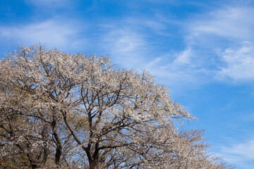 慈眼寺公園の山桜	