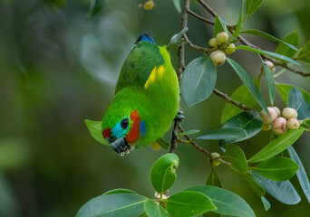 Double-eyed Fig- Parrot eating figs in a fig tree (cyclopsitta diophthalma)