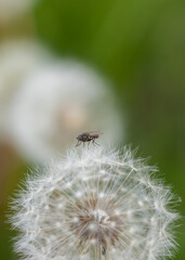 Closeup of dandelion gone to seed with house fly landed on top. Green grass bokeh in background. Dandelion life cycle. 