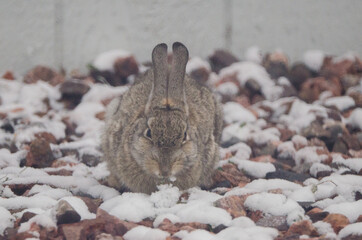 A rabbit finds food in the snow and rocks.