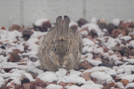 A rabbit finds food in the snow and rocks.