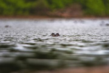 Attentive Alligator