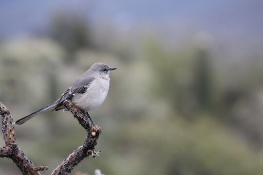 Small gray bird on a limb