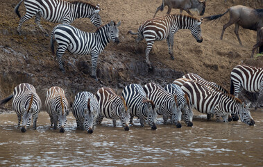 Fototapeta na wymiar Great migration, Masai Mara, Kenya