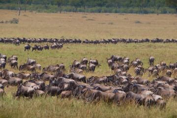Fototapeta na wymiar Great migration, Masai Mara, Kenya