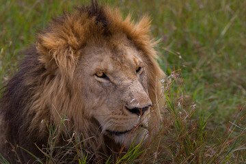 Portrait of a male lion in the Masai Mara National Reserve