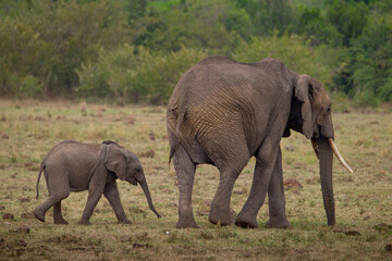 Fototapeta na wymiar African Elephant and baby