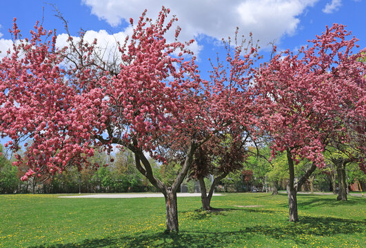 Park with colorful pink flowering trees in spring