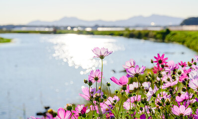 秋涼しい季節(一輪の花イメージ) Autumn cool season (single flower image) 「秋晴れの太陽の日差しを浴びているコスモスの花」 "Cosmos flowers in the clear autumn sun" 日本：2021年秋 Japan: Fall 2021 九州・熊本県菊池市「合志川風景」 Kyushu / Kumamoto Prefecture