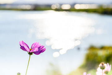 秋涼しい季節(一輪の花イメージ) Autumn cool season (single flower image)...