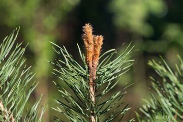 young pine shoots closeup selective focus