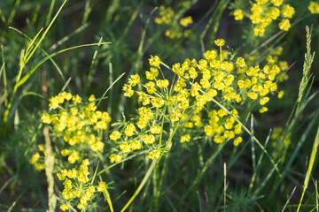 Euphorbia cyparissias, cypress spurge flower closeup selective focus