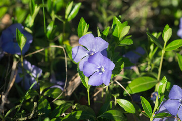 Vinca minor, lesser periwinkle flowers in forest