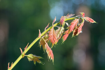 young oak leaves on twig closeup selective focus
