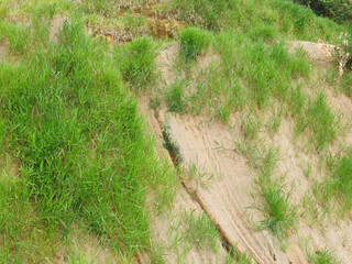 Permanent slope protection with the natural grass using the hydroseed method. The grass used to stabilizes the slope structure and prevent slope erosion. Effective and less maintenance. 
