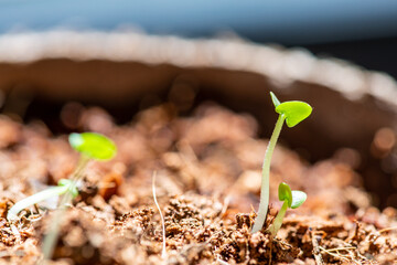 Basil herbs beginning to grow in a peat pot.