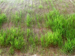 Permanent slope protection with the natural grass using the hydroseed method. The grass used to stabilizes the slope structure and prevent slope erosion. Effective and less maintenance. 
