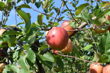 赤く実ったリンゴ