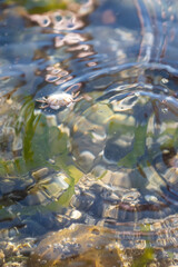 small upside down crab floating in saltwater