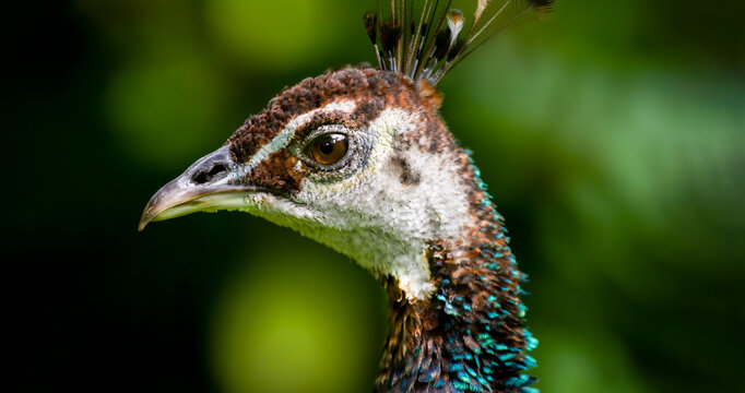 Peacock Female Profile Portrait
