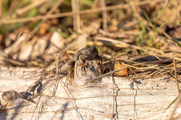 northern aligator lizard on a log with dead grasses