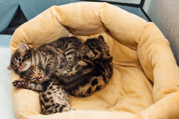 Closee-up Bengal charcoal kittens laying on the pillow