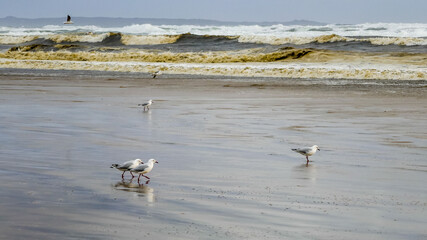 Seagulls walking on the beach, Tasmania, Australia