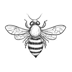 Hand drawn sketch black and white insect honeybee. Vector illustration. Elements in graphic style label, card, sticker, menu, package. Engraved style.