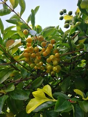 Photography of beautiful ornamental plants in Venezuela during the summer season.