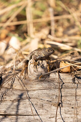 northern aligator lizard on a log with dead grasses