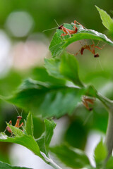 ants on a leaf