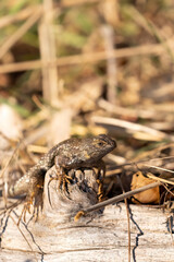 northern aligator lizard on a log with dead grasses