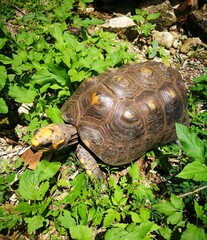 Photograph of a beautiful freshwater turtle.