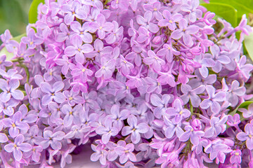 Closeup crop shot of blooming lilac branch. Purple flowers wallpaper