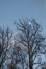 Luna sobre ramas