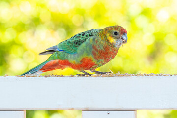 Female Western Rosella feeding