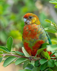 Portrait of a Female Western Rosella