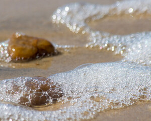 jellyfish on the beach