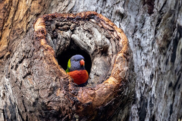 Rainbow Lorikeet Resting at nest hollow