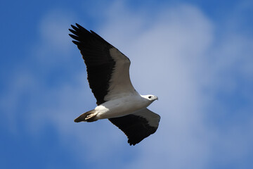 White-bellied Sea Eagle in flight