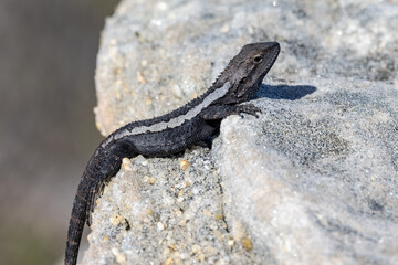 Jacky Lizard or Tree Dragon