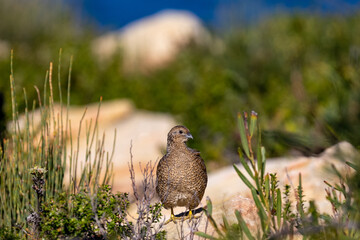 Brown Quail in search of food