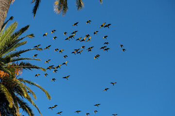 Flock of parrots flying cervca of a palm tree